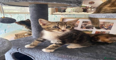 British Longhair cats - Advert 1