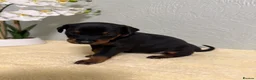 Dobermann dogs for sale: 2 Girls left. Champion lines, Health tested - Advert 10