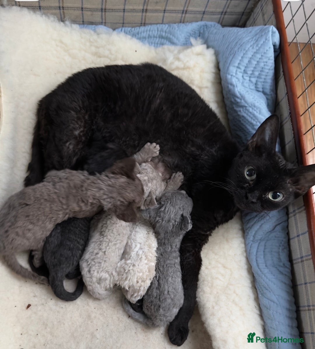 Devon Rex cats for sale: 3 Pedigree Devon Rex female kittens  - Advert 1