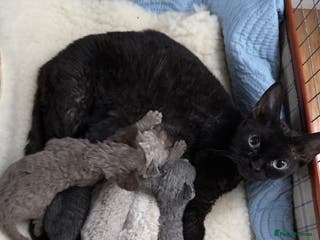 Devon Rex cats 3 Pedigree Devon Rex female kittens - Advert 1