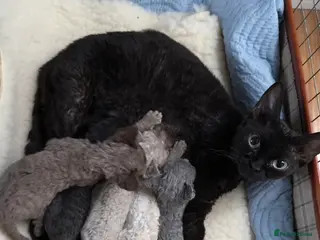 Devon Rex cats 3 Pedigree Devon Rex female kittens - Advert 1