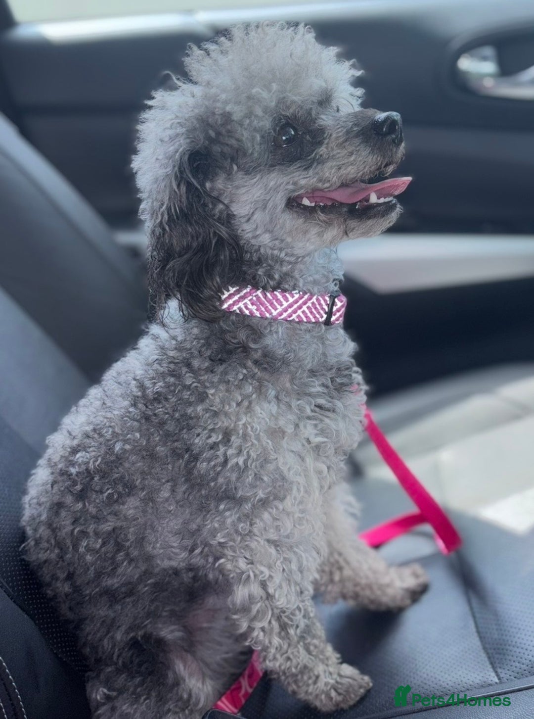 Toy Poodle dogs for sale: Adorable Toy Poodle puppies  - Advert 9