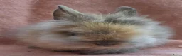 Lionhead rabbits for sale: Lion head kits. Netherland dwarf kits + mini rex. - Advert 3