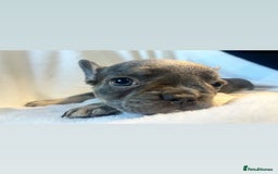 French Bulldog dogs for sale: French bulldogs , one fluffy (like his mum)  - Image 15