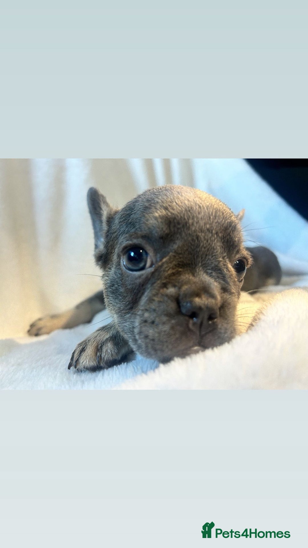 French Bulldog dogs for sale: French bulldogs , one fluffy (like his mum)  - Image 15