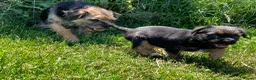 Border Terrier dogs for sale: Border Terrier female puppy - Advert 6