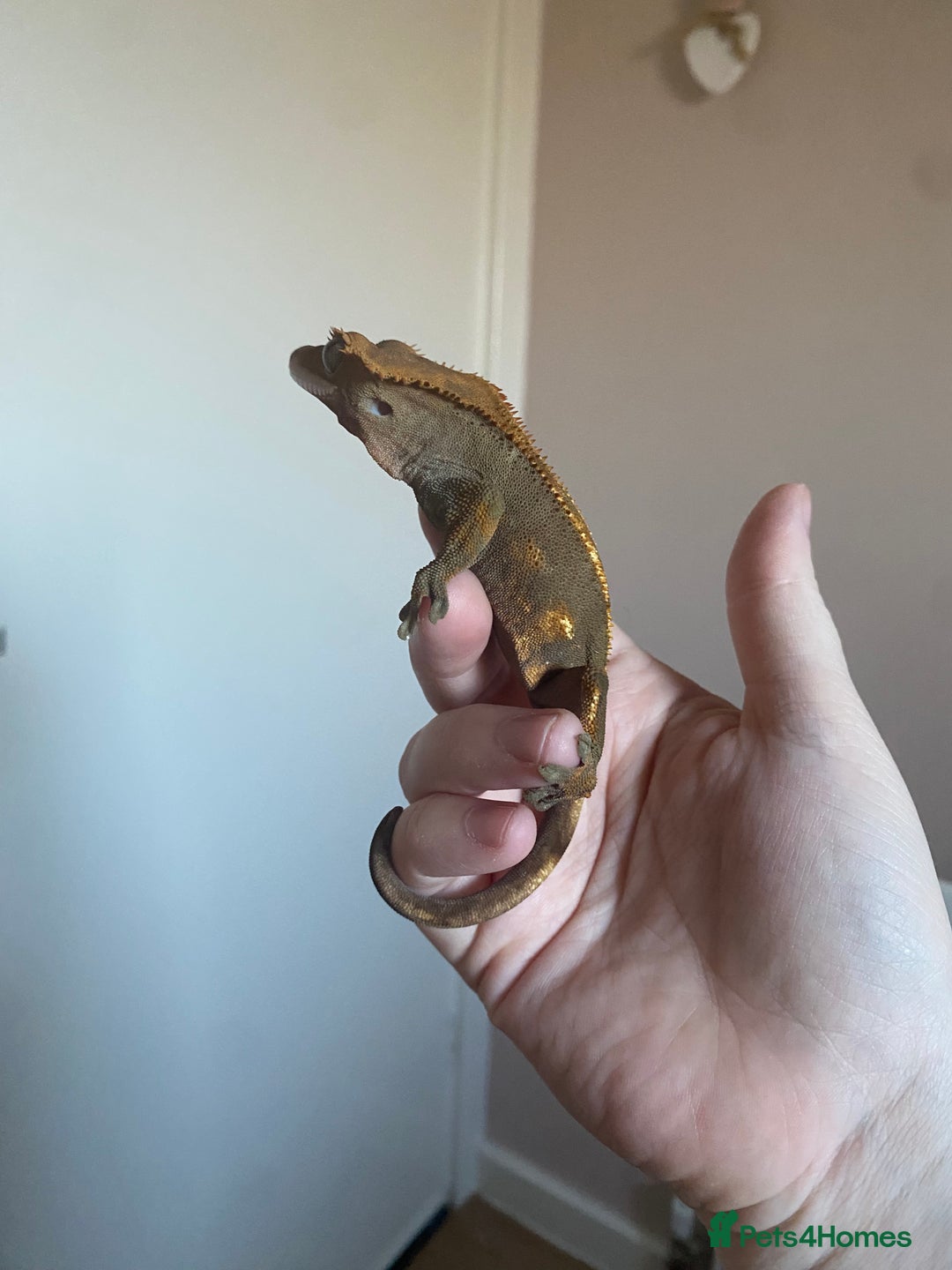 Gecko reptiles for sale: Crested Gecko Babies - Advert 13