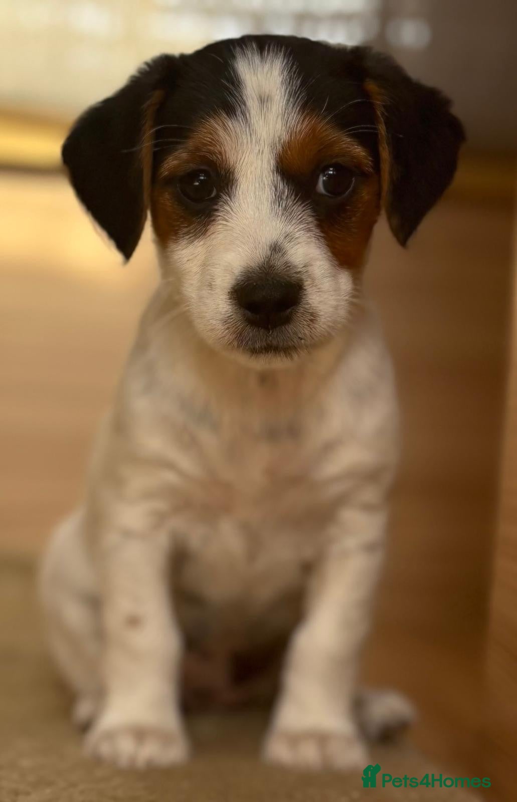 Jack Russell dogs Traditional short-legged Jack Russell puppies. - Advert 1