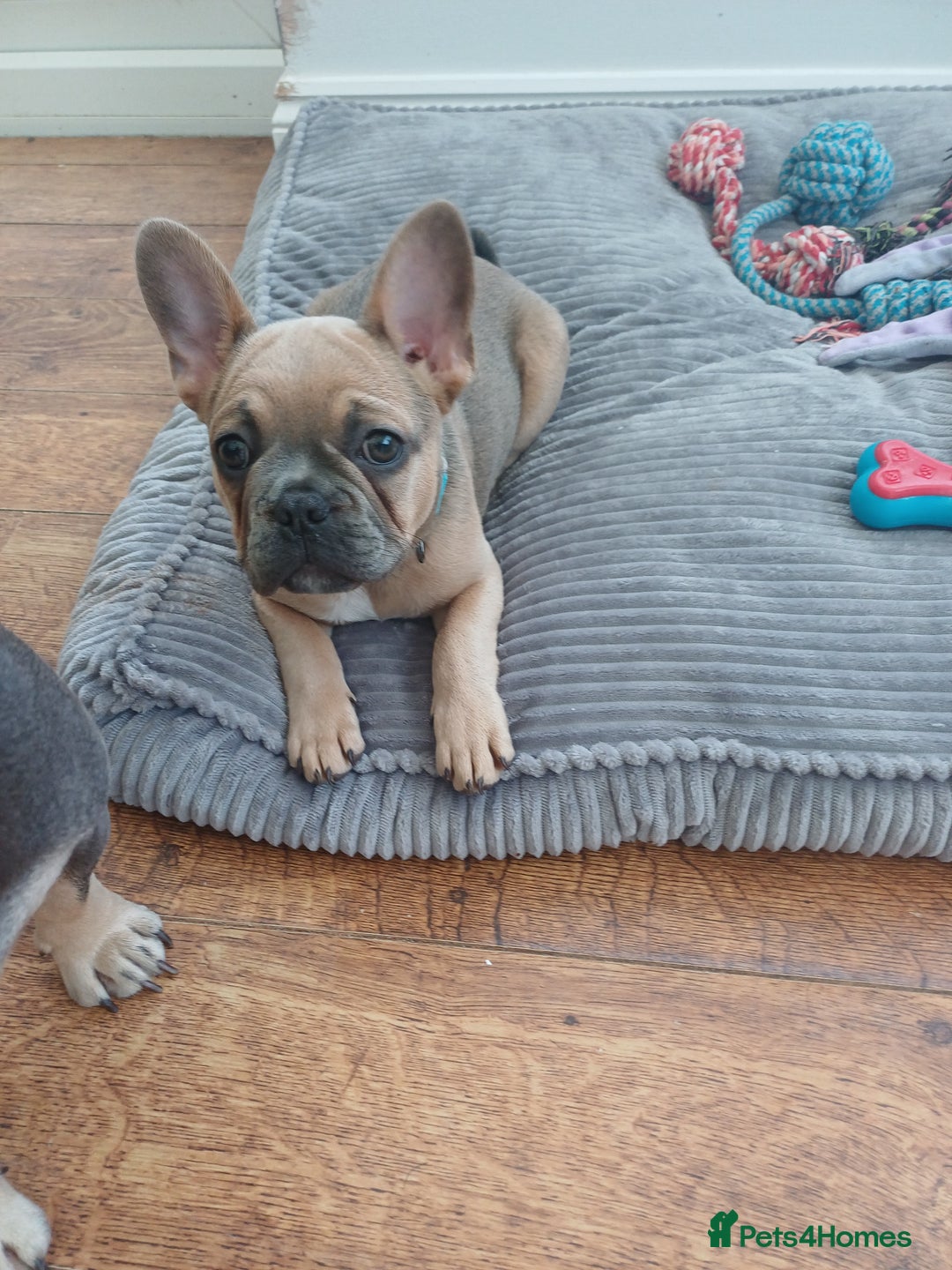 French Bulldog dogs for sale: Dingo - Advert 2