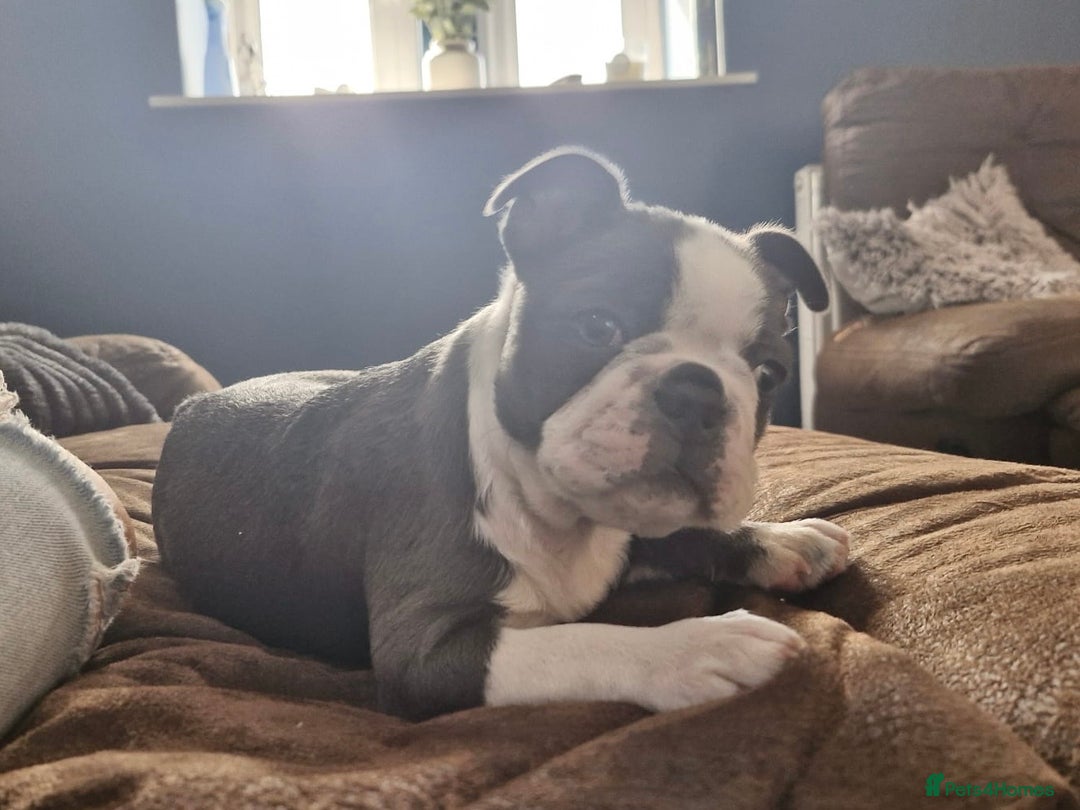 Boston Terrier dogs for sale: KC BOSTON BEAUTIFUL GIRL in Huddersfield - Image 15