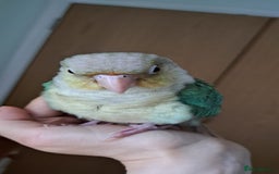 Conures birds for sale:   Green cheek conure baby  - Image 2