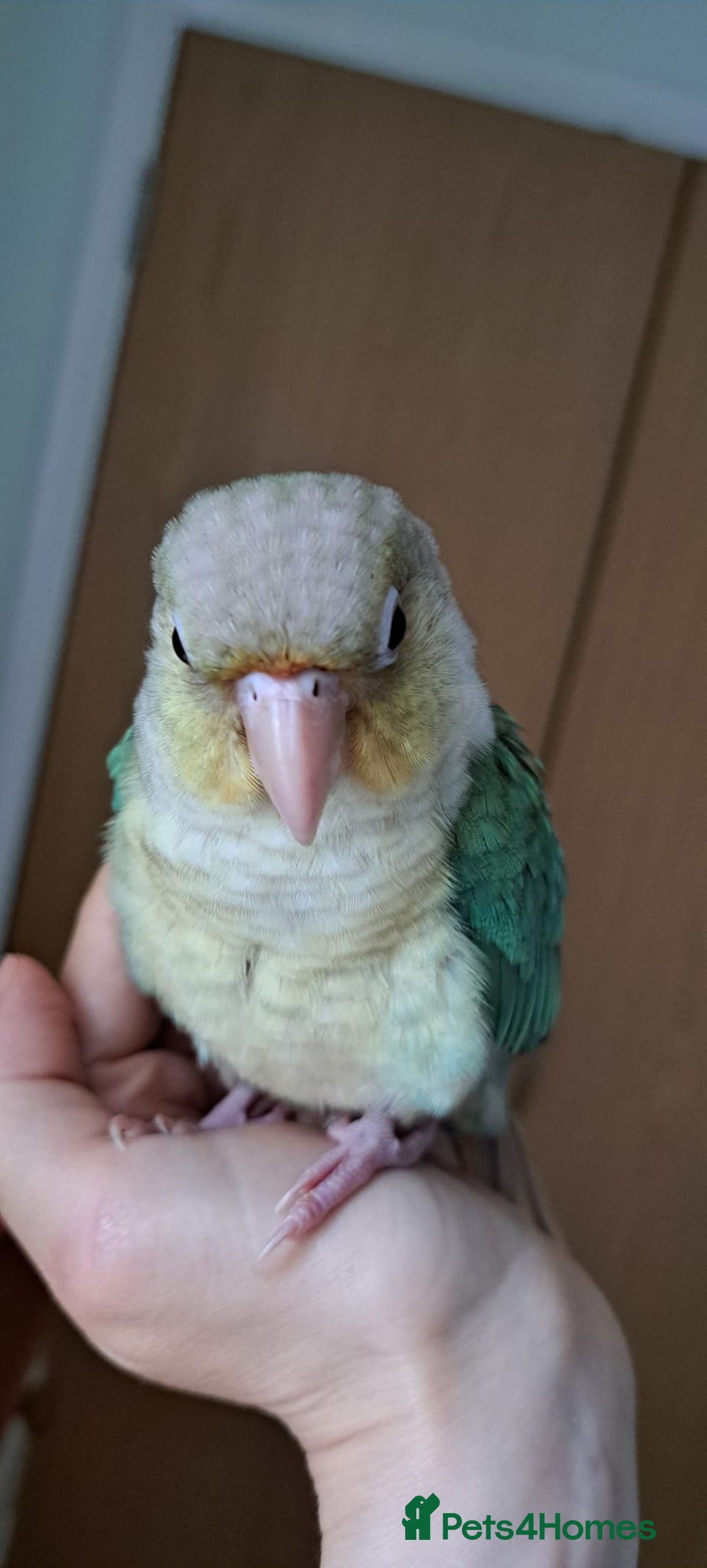 Conures birds for sale:   Green cheek conure baby  - Image 2