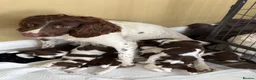 English Springer Spaniel dogs for sale: Working springer spaniels - Advert 14