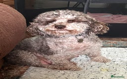 Miniature Poodle dogs for sale: Stunning Poodle Babies - Image 4