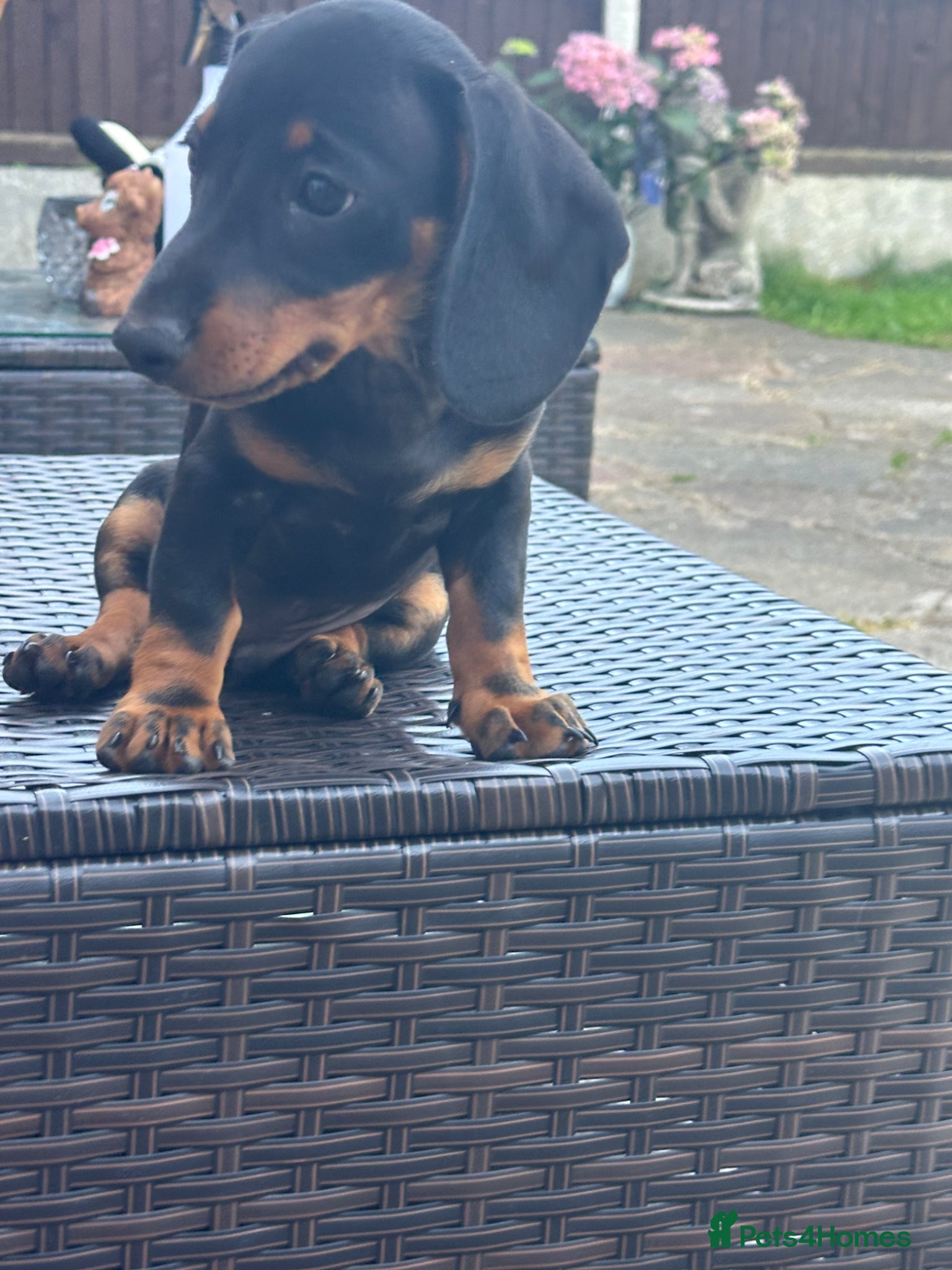 Miniature Dachshund dogs Miniature Dachshund  - Advert 3