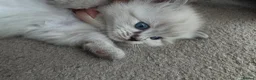 Ragdoll cats for sale: 💗 Stunning Purebred Ragdoll Girls  💗 in Telford - Advert 8