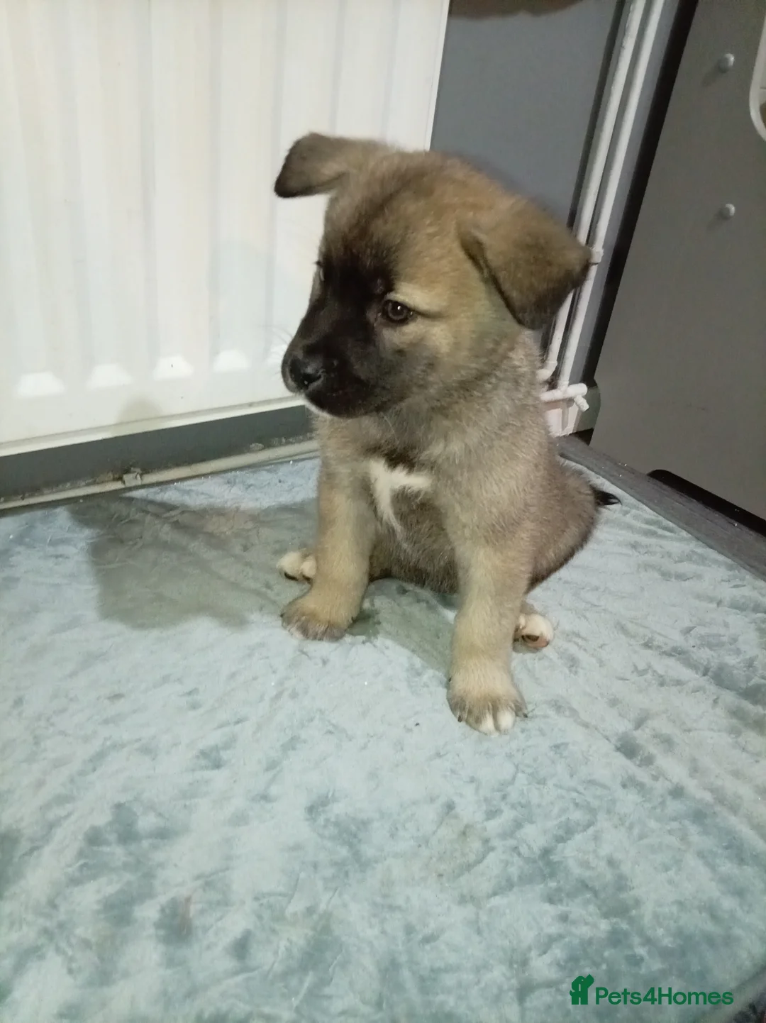 Akita dogs for sale: American Akita puppies READY TO GO - Advert 5