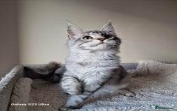 Maine Coon cats for sale: 🎀Females- MAINE COON🎀 - Advert 21