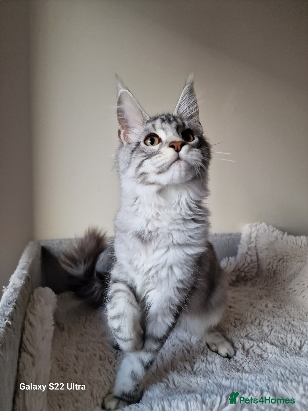 Maine Coon cats for sale: 🎀Females- MAINE COON🎀 - Advert 21