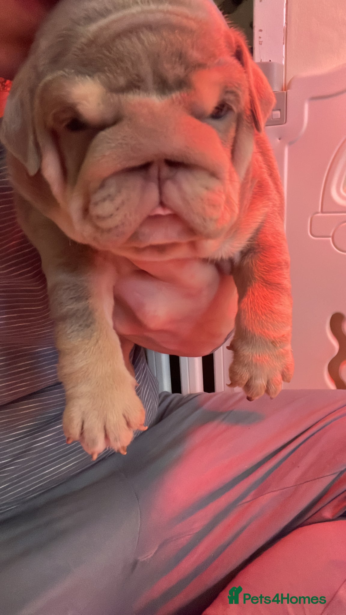 English Bulldog dogs HOGWARTS LITTER- CHUNKY LILAC BULLDOG PUPPIES 🐾  - Advert 5