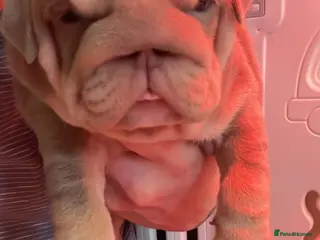 English Bulldog dogs HOGWARTS LITTER- CHUNKY LILAC BULLDOG PUPPIES 🐾 - Advert 5