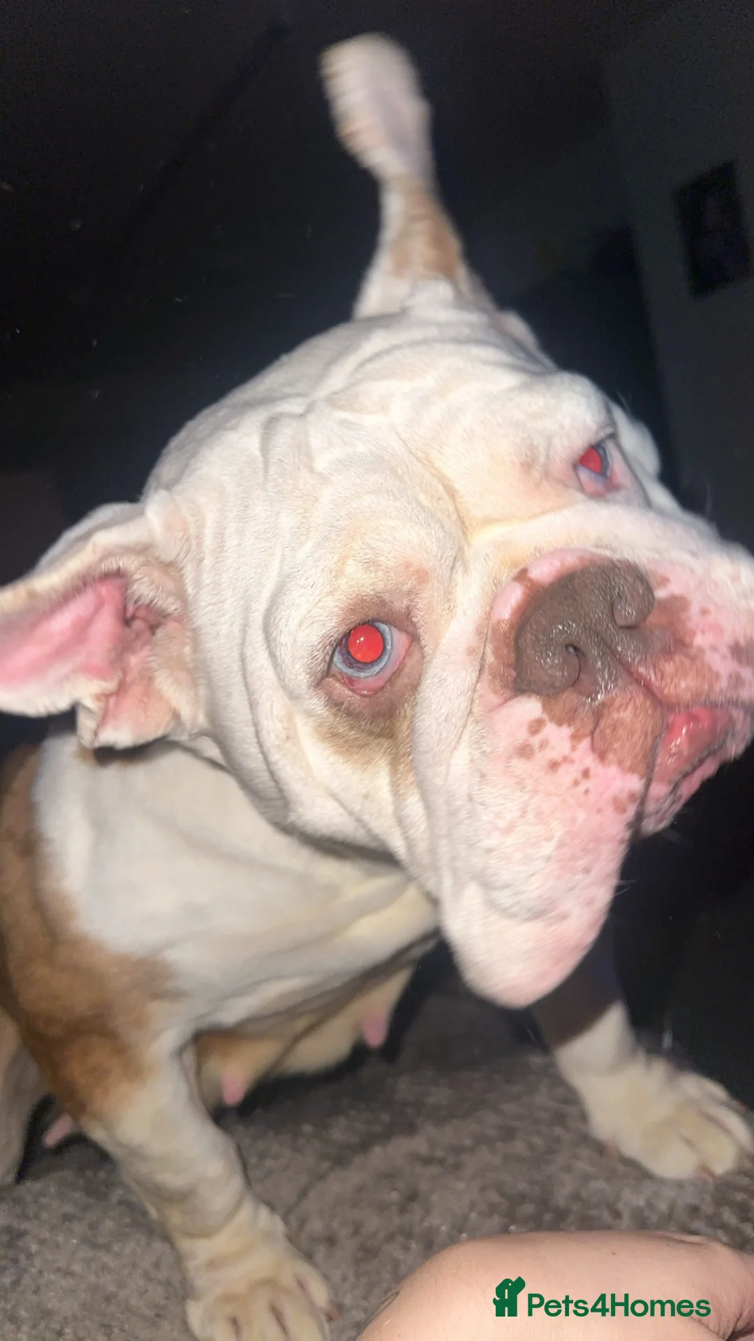 English Bulldog dogs for sale: Beautiful English bulldog in Norwich - Advert 2