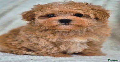 Maltipoo dogs - Advert 3