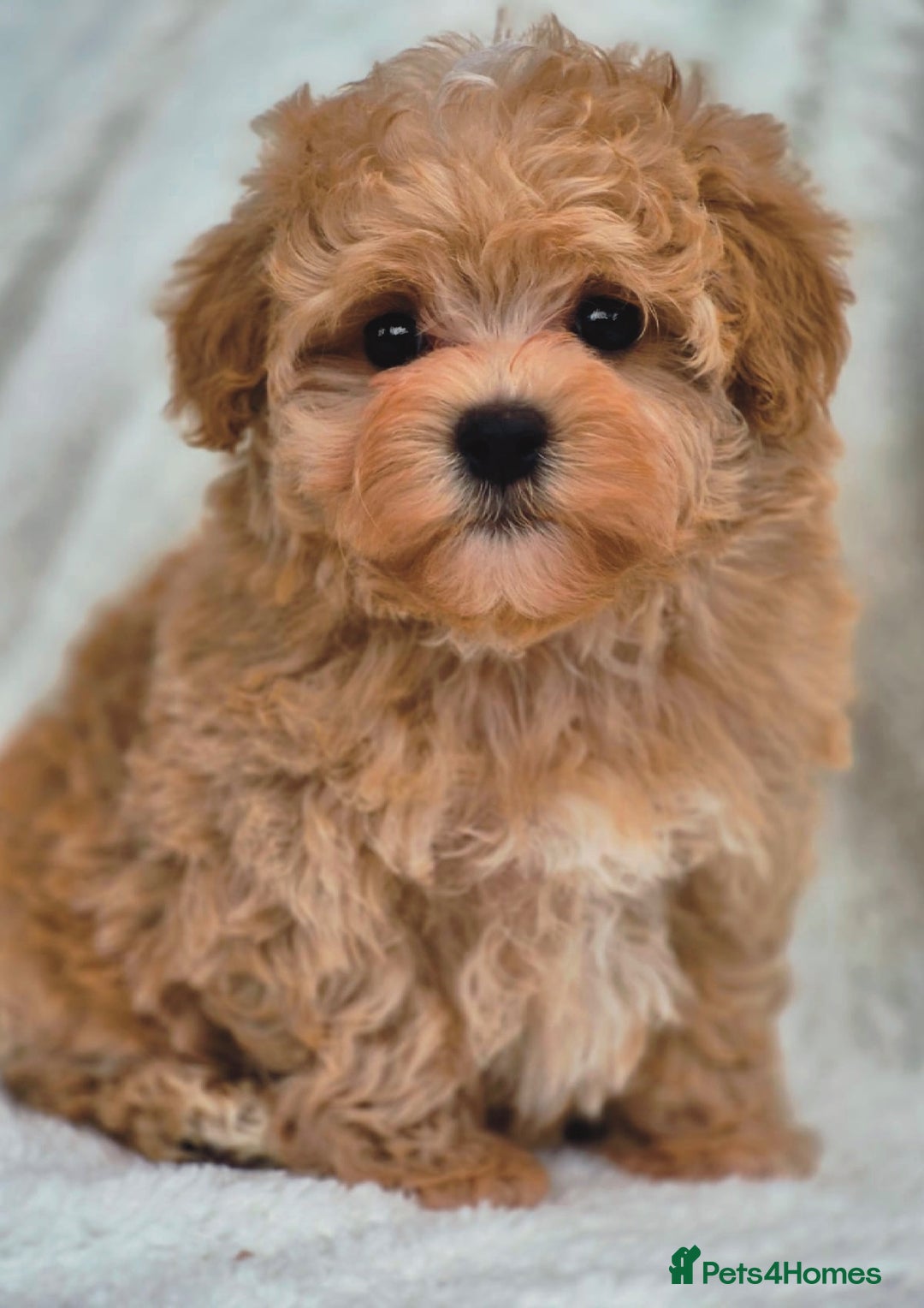 Maltipoo dogs for sale: Amazing Korean/English Teddy bear Maltipoo Puppies - Image 3