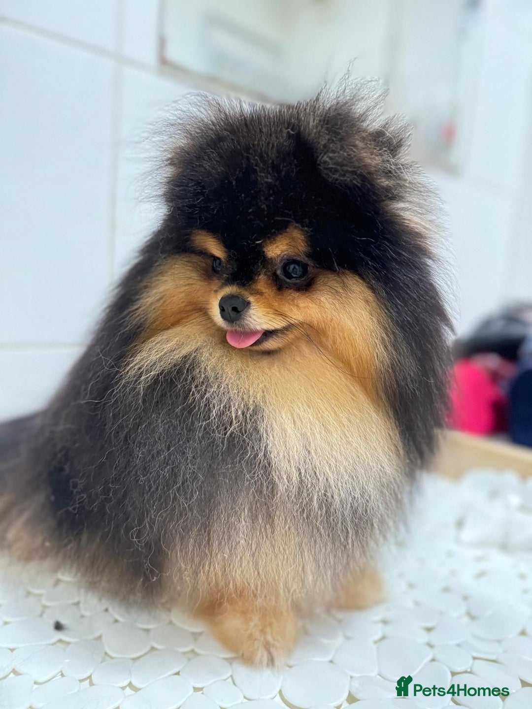 Pomeranian dogs for sale: Tiny Black and Tan Pomeranian Boy - Advert 2