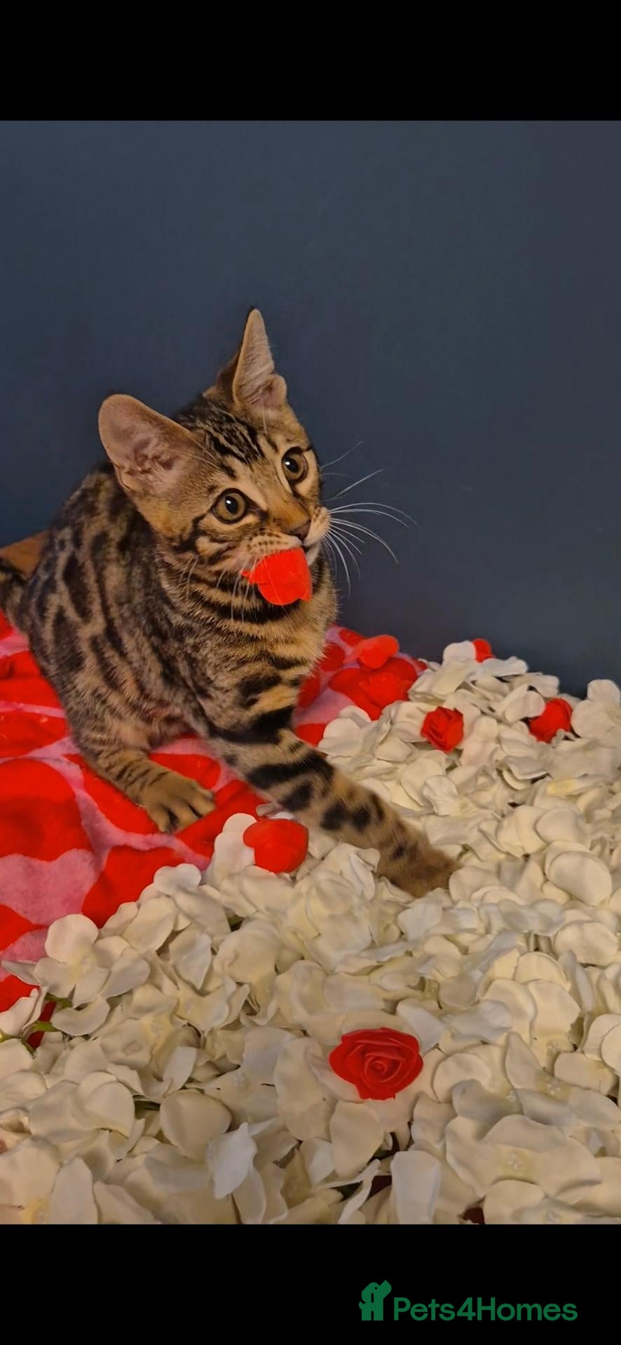 Bengal cats  Charcoal Bengal Boy Ready for forever Homes 🥰 - Advert 1