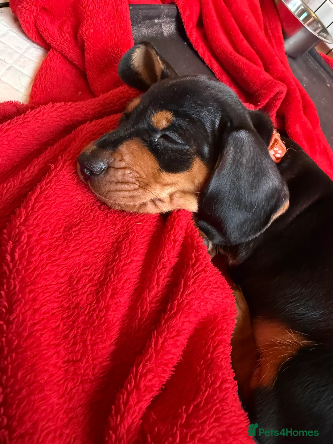 Dachshund dogs for sale: 4 beautiful boys  - Advert 10
