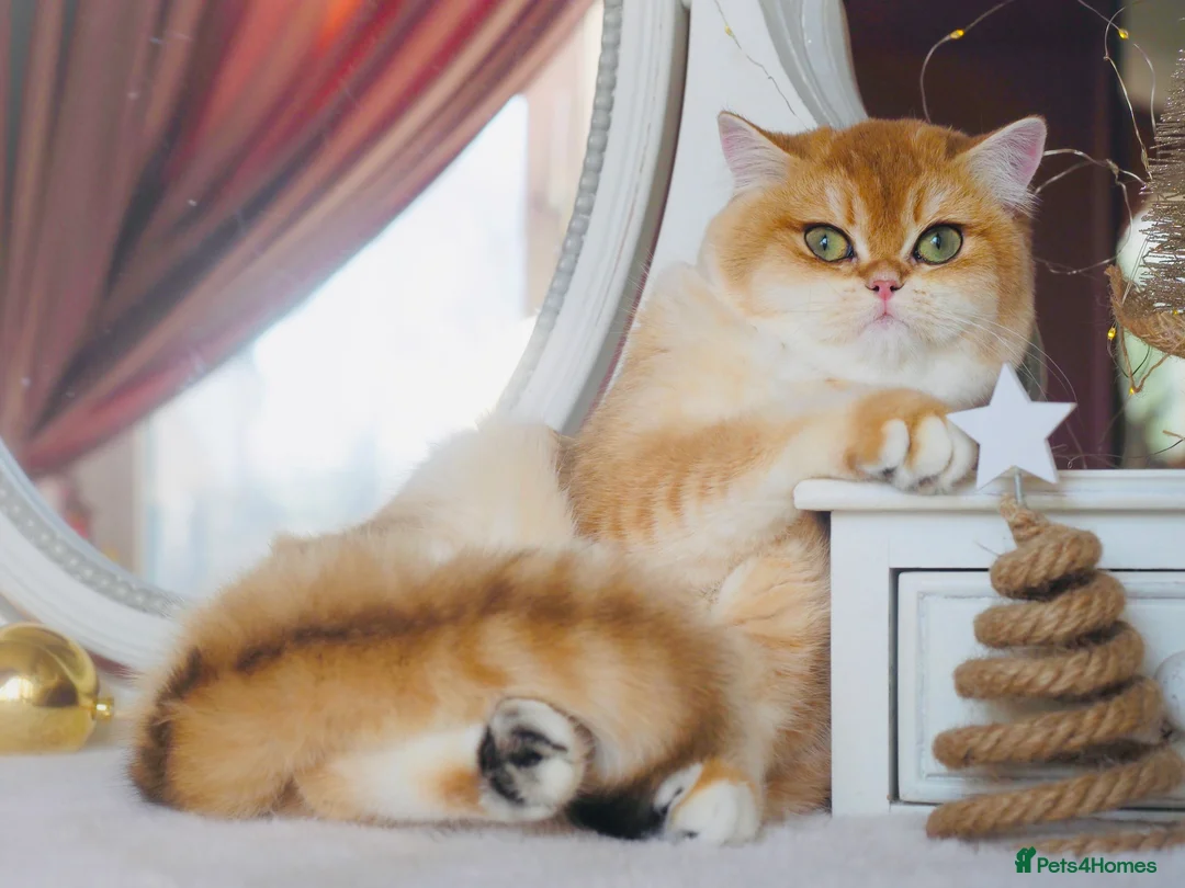 British Shorthair cats for sale: GCCF/TICA Stunning Golden BSH Chinchilla Kittens  - Advert 4