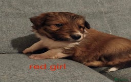 Welsh Collie dogs for sale: Pure Welsh red sheepdog collie pups - Image 7