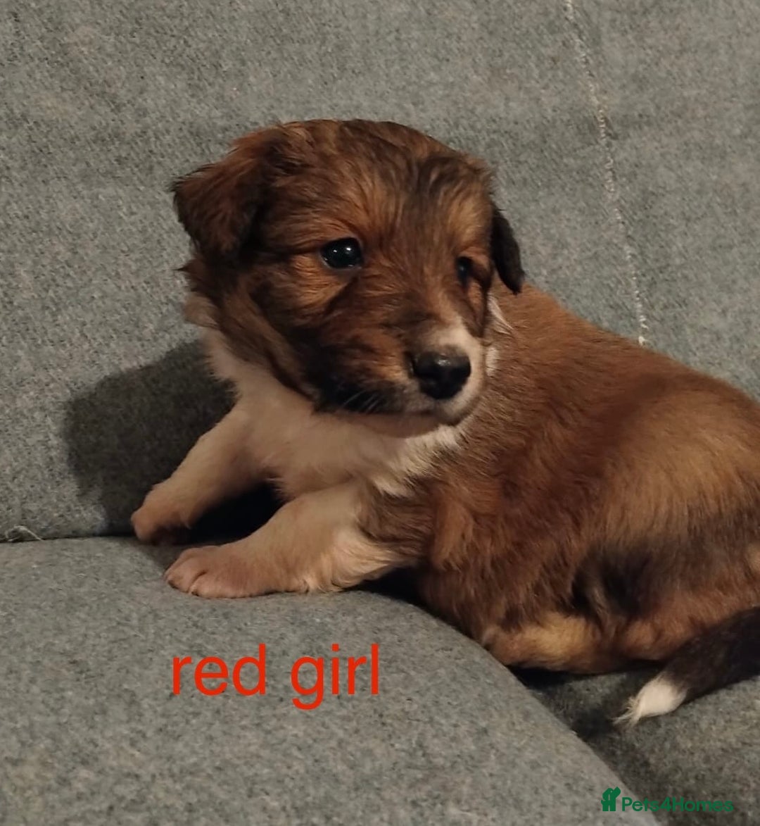 Welsh Collie dogs for sale: Pure Welsh red sheepdog collie pups - Image 7