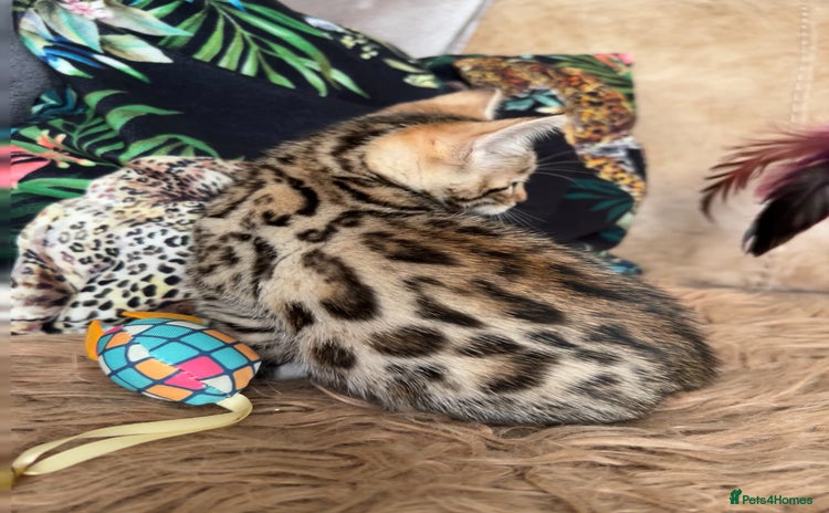 Bengal cats - Advert 2