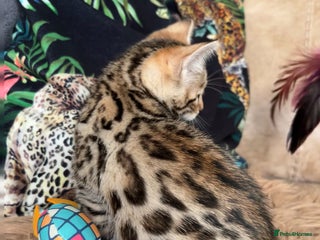 Bengal cats - Advert 26