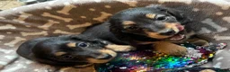 Miniature Dachshund dogs for sale: Two female LH MINI DACHSHUND pups PRA CLEAR ,  - Advert 4