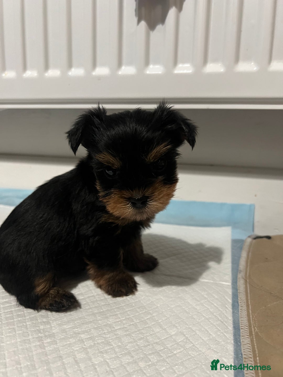 Yorkshire Terrier dogs for sale: 4 little pure breed Yorkshire terrier puppies  - Advert 15