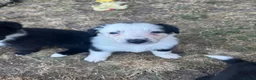 Border Collie dogs for sale: Border collie puppies  - Advert 21