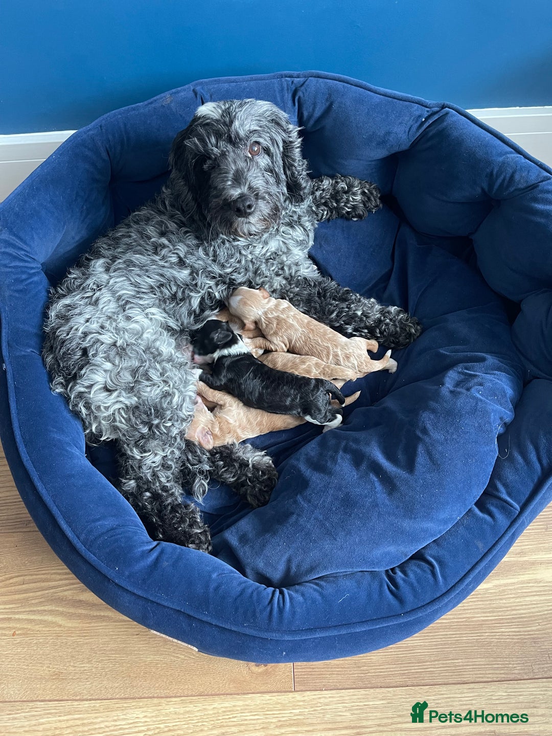 Cockapoo dogs for sale: F1b Toy Cockapoos  - Image 6