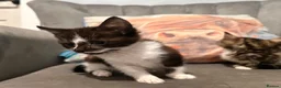 Mixed Breed cats for sale: Kittens ready now  - Advert 7