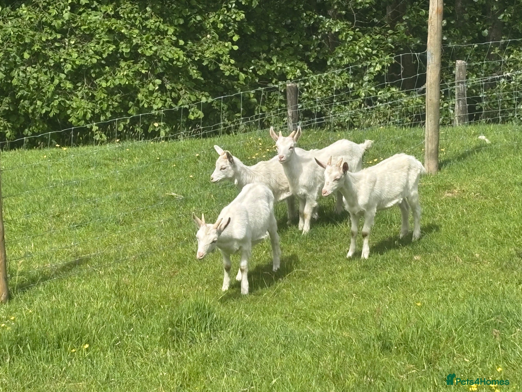 Goats livestock Two sets of saanen twins - Advert 6