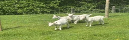 Goats livestock for sale: Two sets of saanen twins in Craven Arms - Advert 1