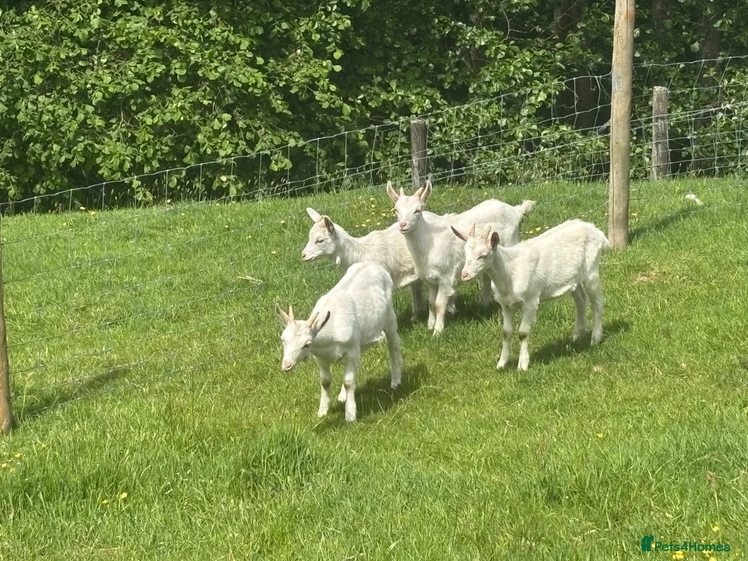 Goats livestock for sale: Two sets of saanen twins in Craven Arms - Advert 1