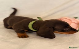 Miniature Dachshund dogs for sale: Stunning miniature dachshunds - tiny parents  - Image 10