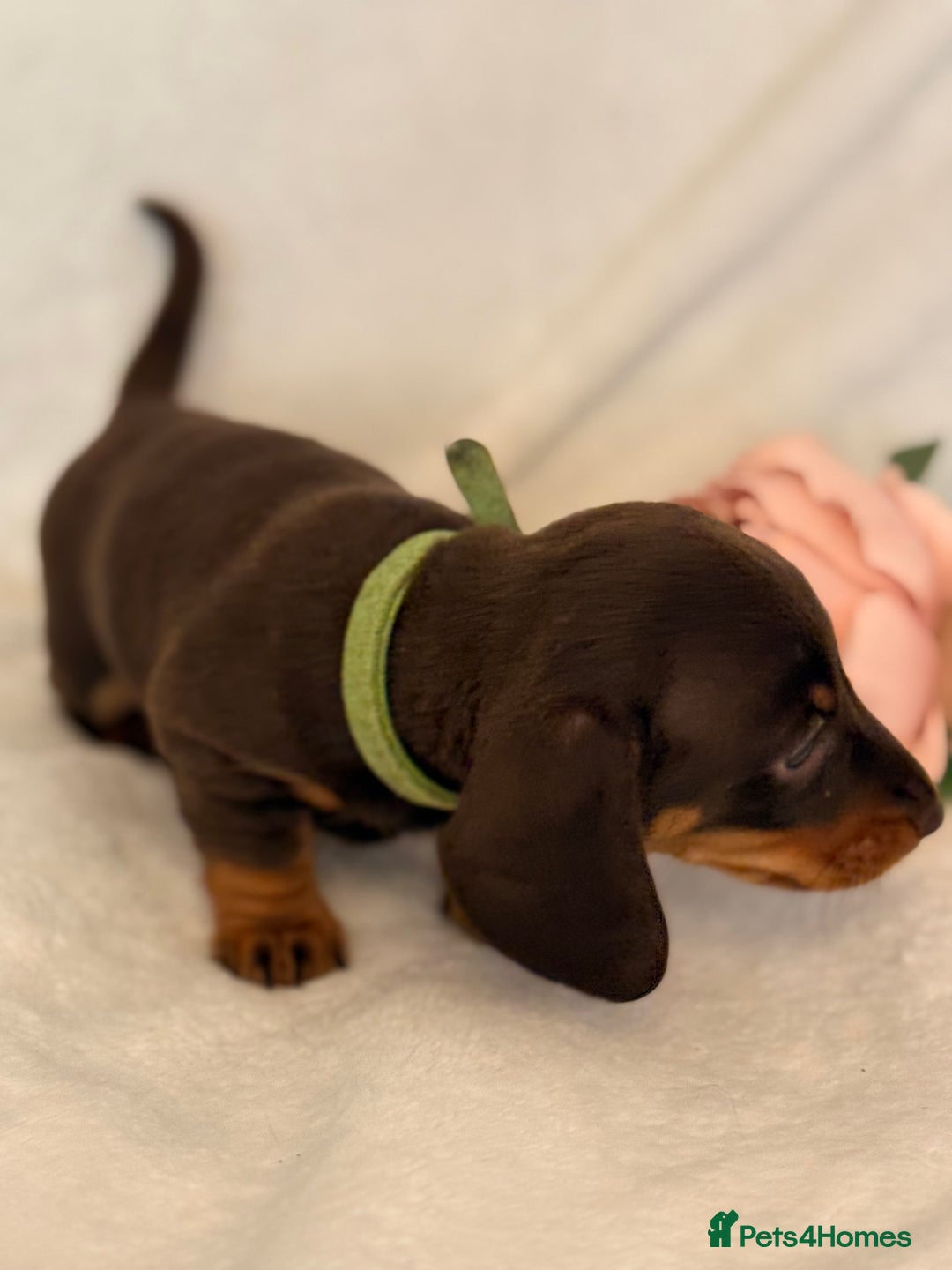 Miniature Dachshund dogs for sale: Stunning miniature dachshunds - tiny parents  - Image 10
