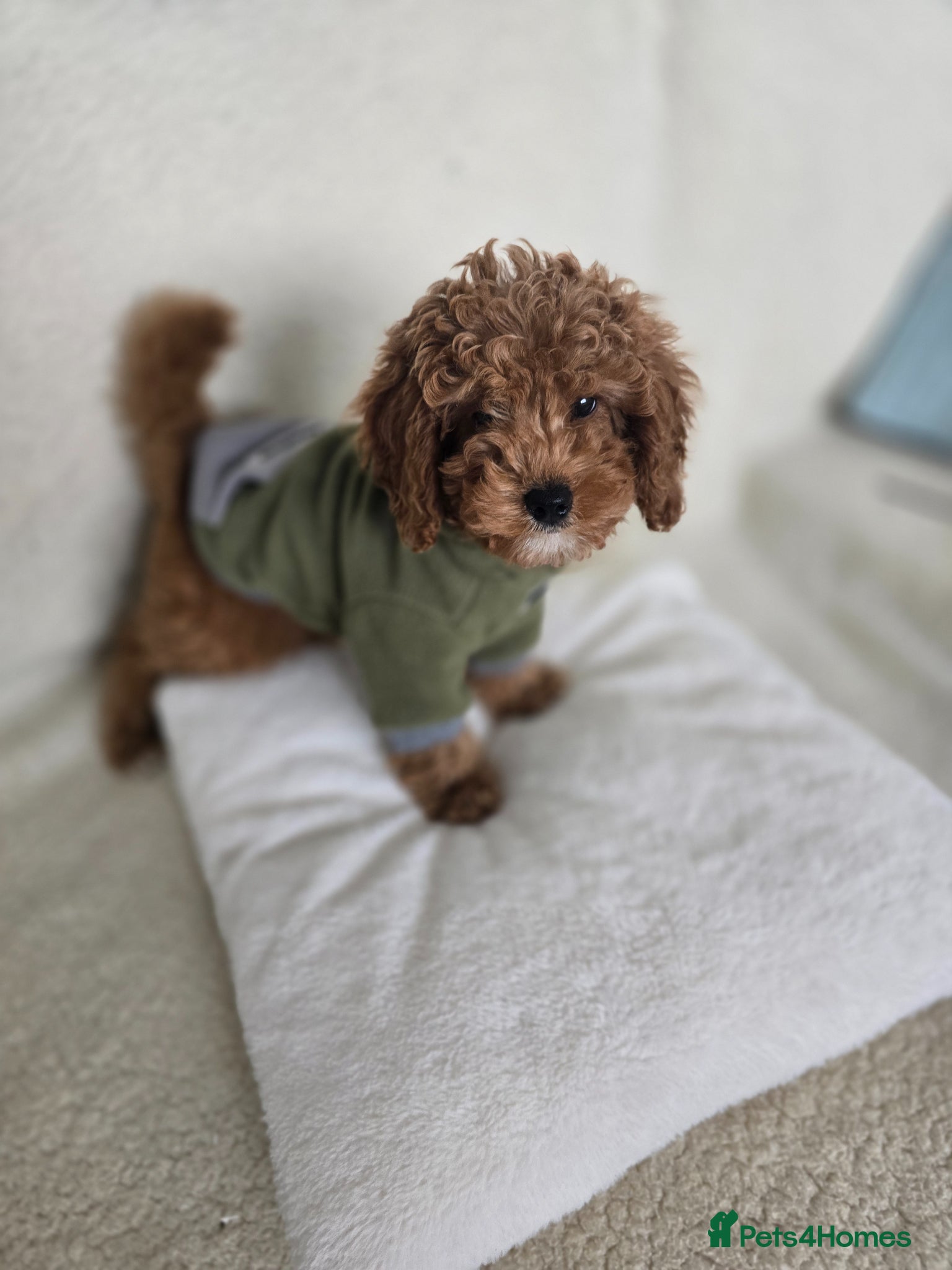 Cavapoo dogs One Toy Cavapoo's Left - Both Girls - Advert 1