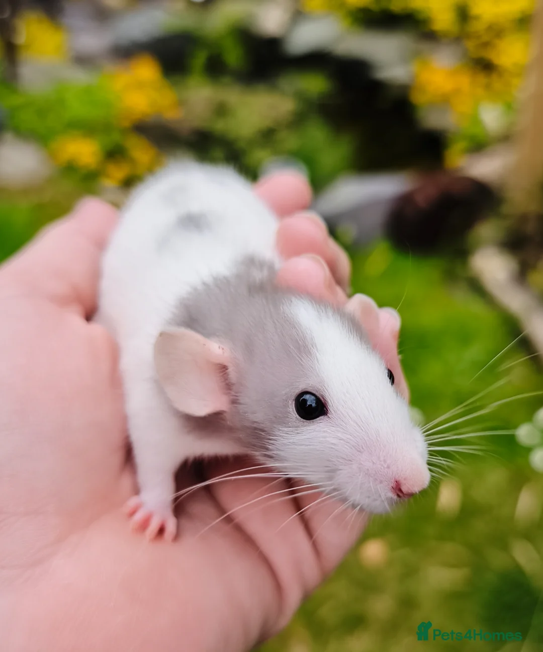Rat rodents for sale: Dumbo rats  - Advert 1