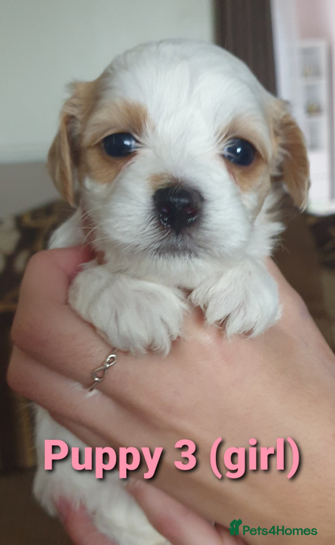 Maltipoo dogs for sale: 6 Pedigree Club registered Maltipoo puppies - Image 4