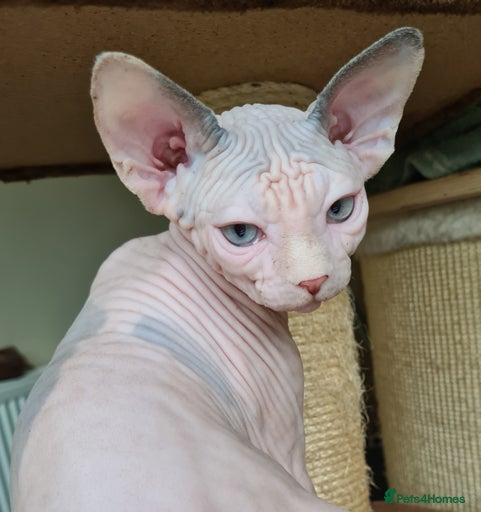 Gallery Image {{count}}